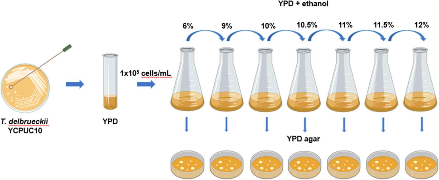 Yeast inoculated thermal shock washed yellow typica是什么处理法